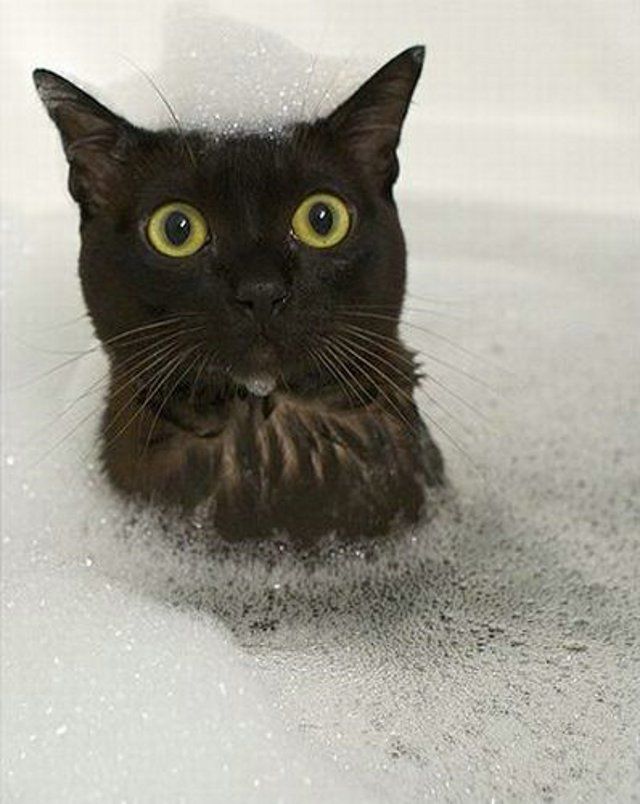 CHAT MOUILLE chat-mouille