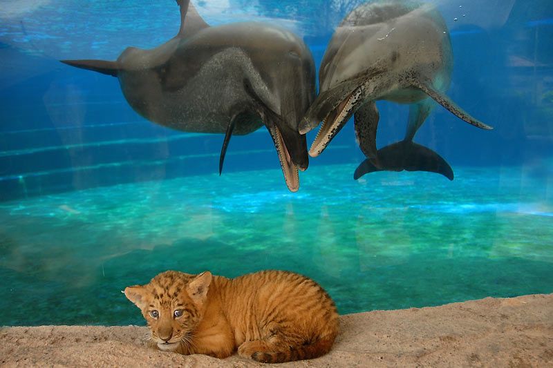 Race De Tigre Qui Ne Sait Pas Nager